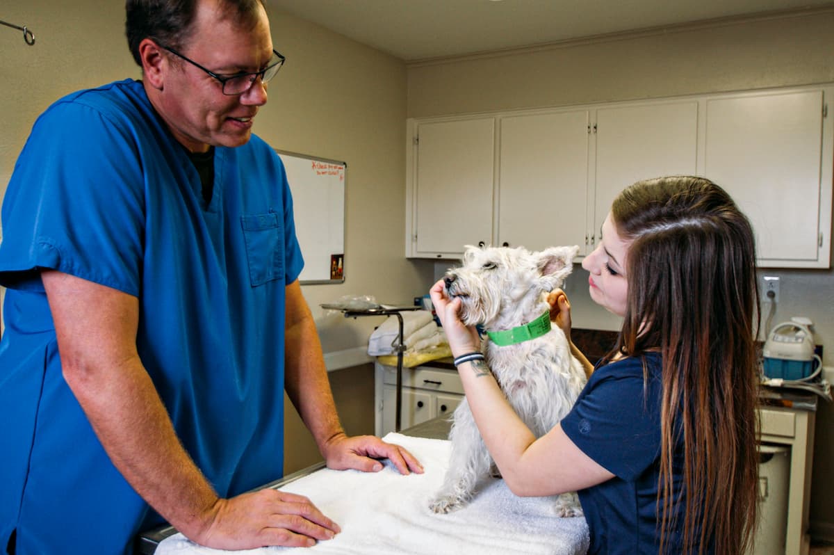 pet being checked